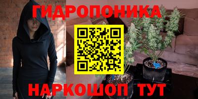 стаф Кингисепп