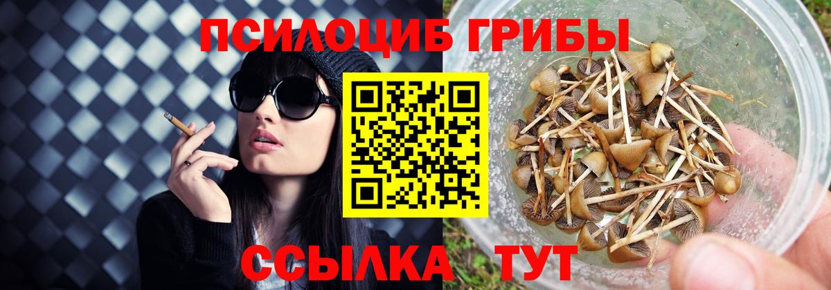 Псилоцибиновые грибы Psilocybine cubensis Кохма